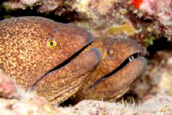 A Pair of Yellow Margin Morays.
Taken with Canon 20D w/6... by Stuart Ganz 